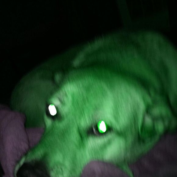 Meet your Posher, Amanda - Picture 1 of 1